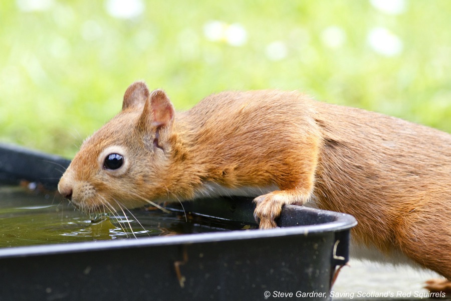 Red squirrel drinking water